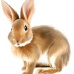 bunny
